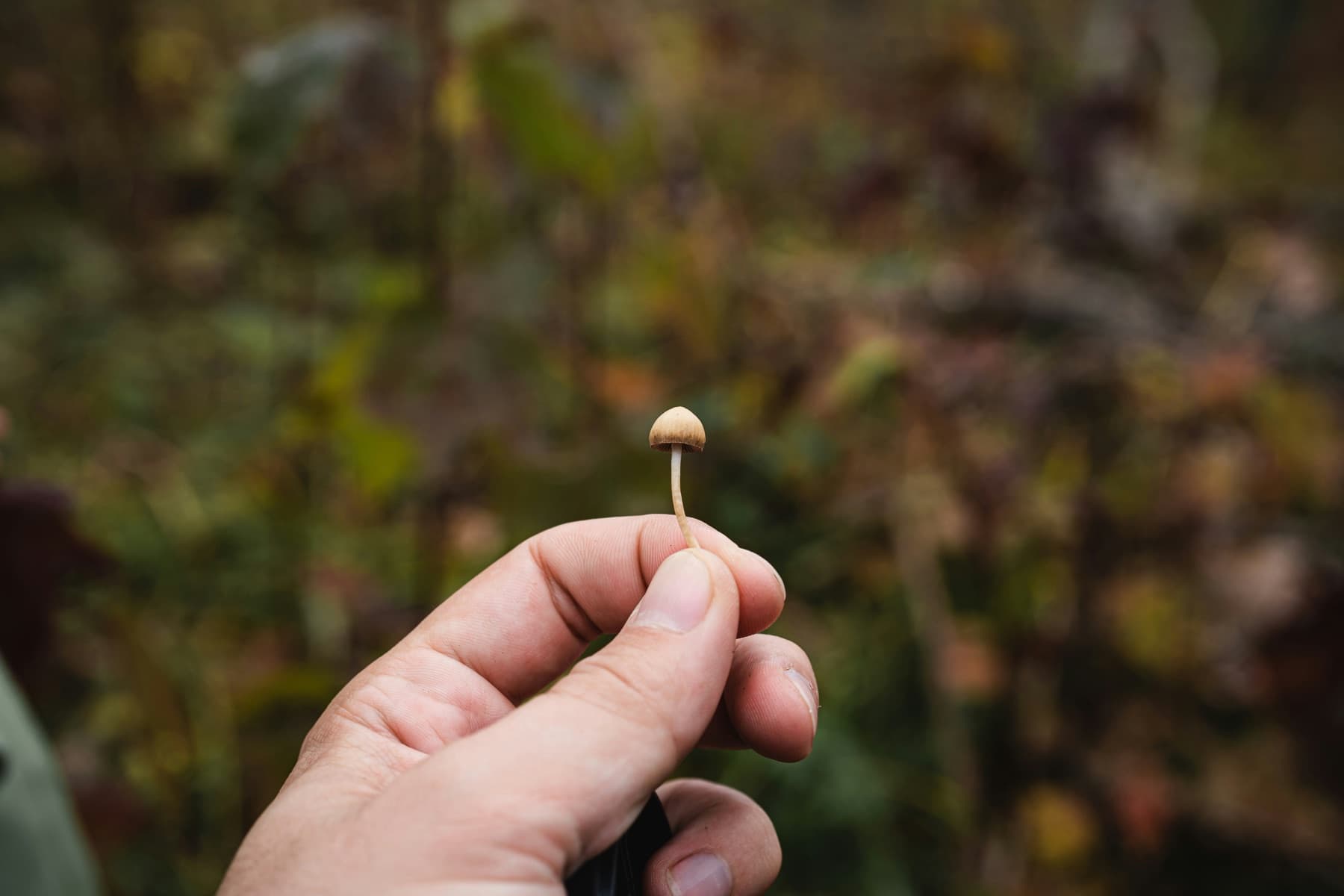 A hand holding a small mushroom in a natural setting
