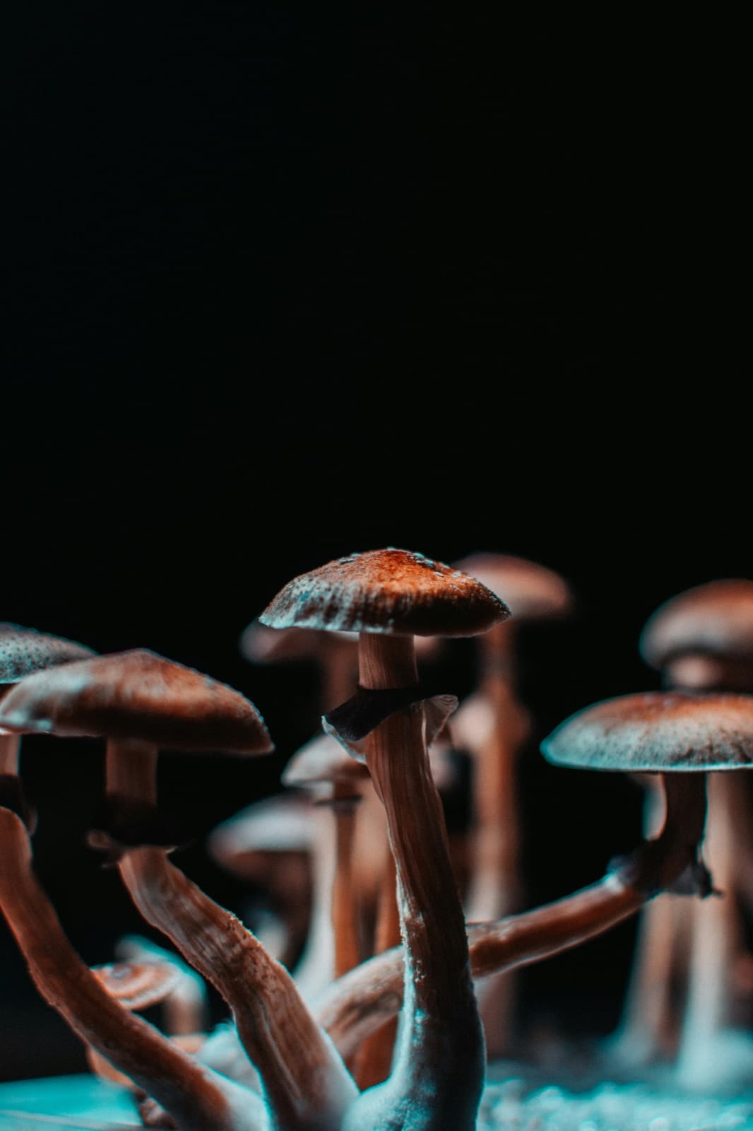 Close-up of mushrooms against a dark background